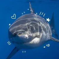 Hệ Thống🦈