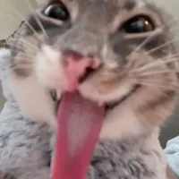 t/g