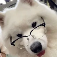 Chó Samoyed