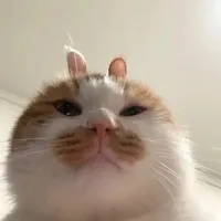 Mèo méo