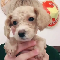 baba chó
