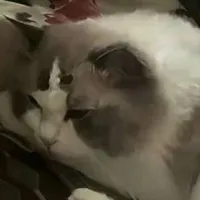 mèo Kyungkya