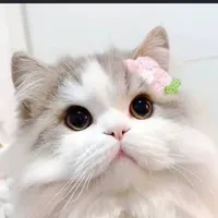 hệ thống ( kiruma )