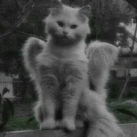 Hệ Thống Cuteo