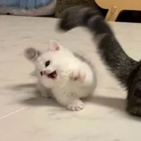 All (trừ ai thì trừ)