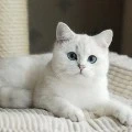 Puppy - lớp trưởng