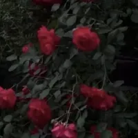 Nvp