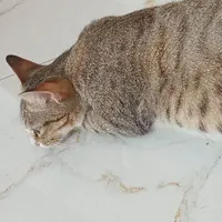 Tác giả nè