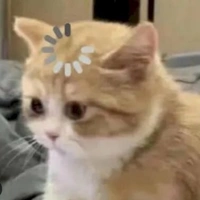 hệ thống mèo ngáo 🐱