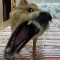 Giả Làm Ng Tốt