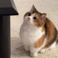 Mun