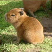 đội trưởng: Capybara