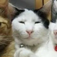 tác giả ngôn lù