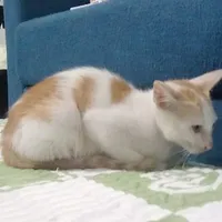 tác giả