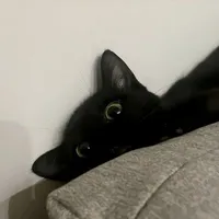 mèo méo meo mèo meo