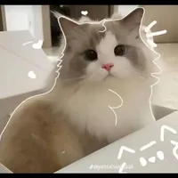 CongB(🦄)