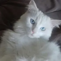 Meow.182