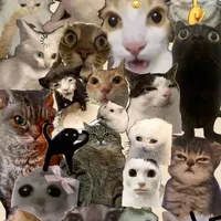 Mấy con Meow khác