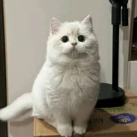 Miso