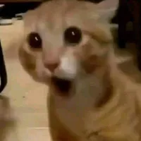 mn có mặt