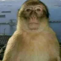 đàn em