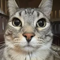 Hi nhô