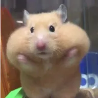 Chuột đầu đàn🐭
