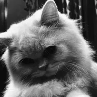 mèo đưa tin