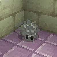 Silverfish