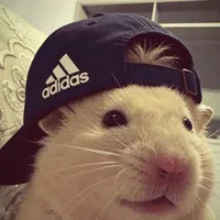 HT chuột bạch cute