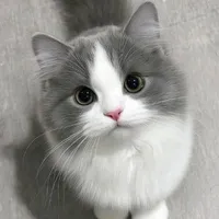 Hệ Thống🌸 ( Airy)