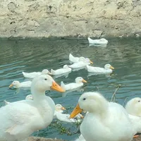 Tác giả thích zịt