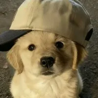 Con tác giả bị ngoooo:)