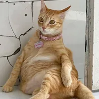 CLB Hủy Diệt