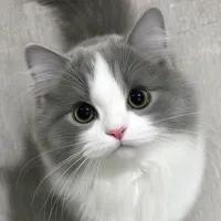 Mèo