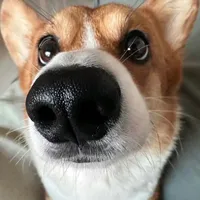 bobo