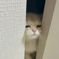 bong><