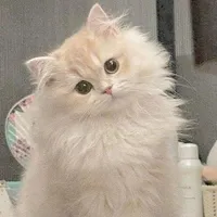 cam