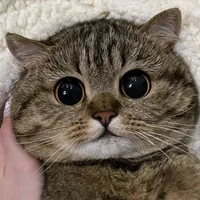 mướp