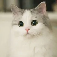 tuyết