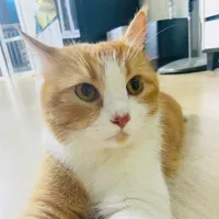 xoài