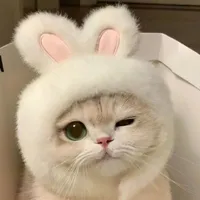 thỏ