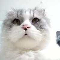 bông