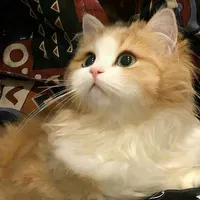 mon