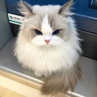 Mèo Random (Meow)