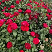 I luv rose (Cũng là tôi nhưng k bth)