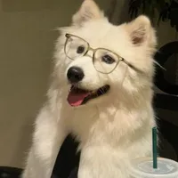 Xoài