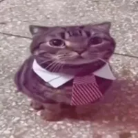 mèo béo tới đâyyyy