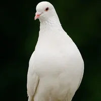 Liên Phúc Nhã_Thiên Tự_Harley_Jaeun