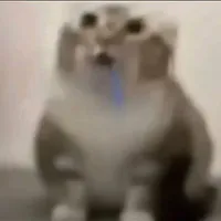 Mèo 😘